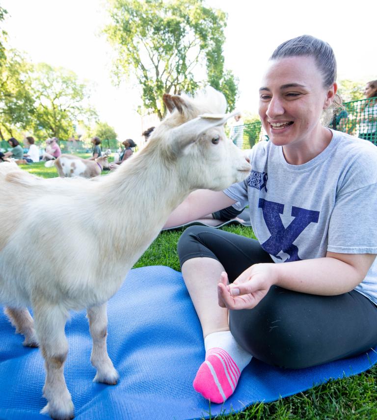 goat yoga