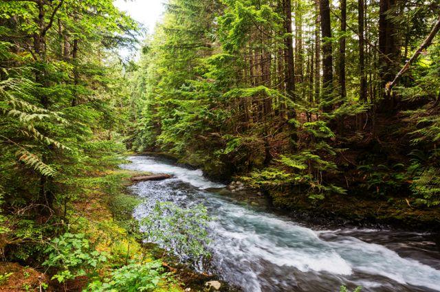 Trees and river landscape